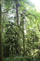 232. MacMillan Provincial-Park