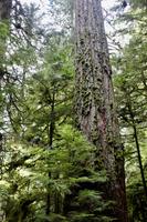 235. MacMillan Provincial-Park