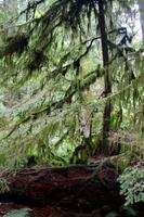 236. MacMillan Provincial-Park