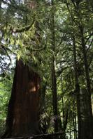 237. MacMillan Provincial-Park