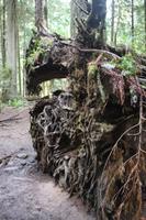 240. MacMillan Provincial-Park