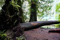 245. MacMillan Provincial-Park