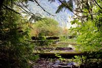 250. MacMillan Provincial-Park