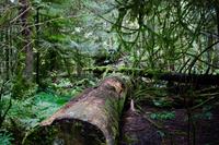 251. MacMillan Provincial-Park