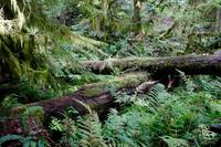 254. MacMillan Provincial-Park