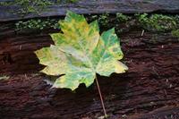 256. MacMillan Provincial-Park