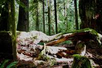 257. MacMillan Provincial-Park