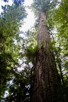 258. MacMillan Provincial-Park