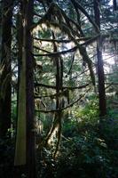 270. Pacific-Rim-Nationalpark