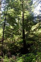 275. Pacific-Rim-Nationalpark