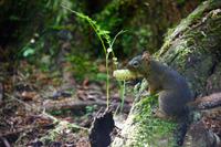 295. Pacific-Rim-Nationalpark