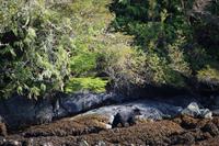 324. Bear-Watching in Tofino