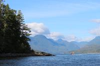 327. Bear-Watching in Tofino