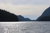 330. Bear-Watching in Tofino