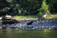 331. Bear-Watching in Tofino