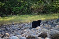 333. Bear-Watching in Tofino