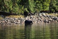 334. Bear-Watching in Tofino