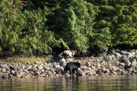 335. Bear-Watching in Tofino