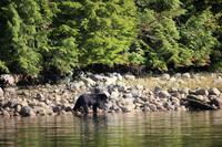 336. Bear-Watching in Tofino