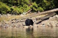 337. Bear-Watching in Tofino