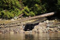 339. Bear-Watching in Tofino