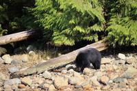 341. Bear-Watching in Tofino