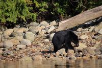349. Bear-Watching in Tofino