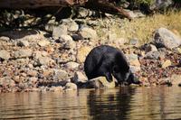 353. Bear-Watching in Tofino