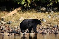 357. Bear-Watching in Tofino