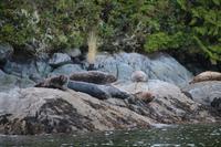 364. Robben beim Bear-Watching in Tofino