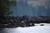 365. Robben beim Bear-Watching in Tofino