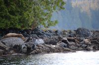366. Robben beim Bear-Watching in Tofino