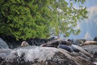 367. Robben beim Bear-Watching in Tofino