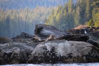368. Robben beim Bear-Watching in Tofino