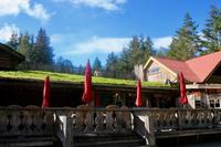 381. Ziegen auf dem Dach