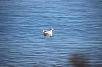 384. Blick auf den Pazifik aus Ladysmith
