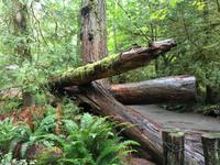 Mikadospiel an der Westkueste