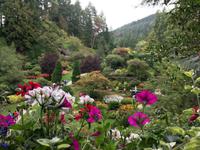Blumenpracht in Butchart Garten
