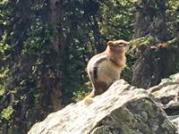 Das Streifenhoernchen