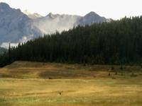 Der Wapitihirsch im Grass