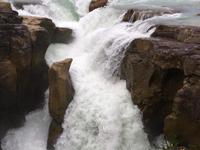 der Vogel, Sunwapta Faelle