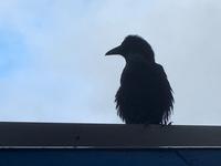 Der Rage hat alles unter Kontrolle