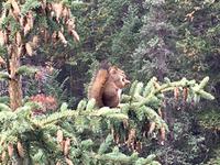 Eichhoernchen beim Mittagessen