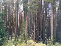 Das Moos versteckt sich, wer sieht es ?