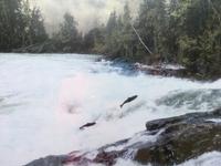 springende Lachse in Wells Grey Prov. Park