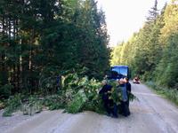 uups der Baum muss weg