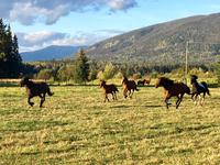 Abendessen ist bereit ! 