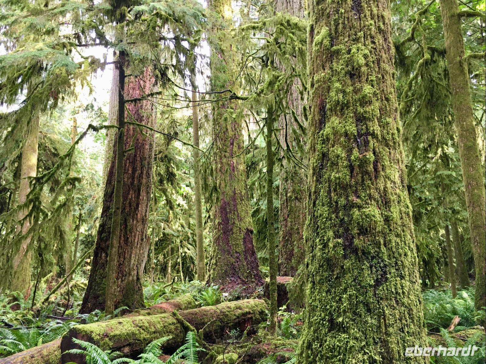 unser erster Urwald auf Vancouver Island