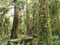 unser erster Urwald auf Vancouver Island