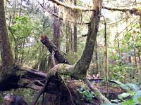 ach wie kompliziert in so einem Regenwald